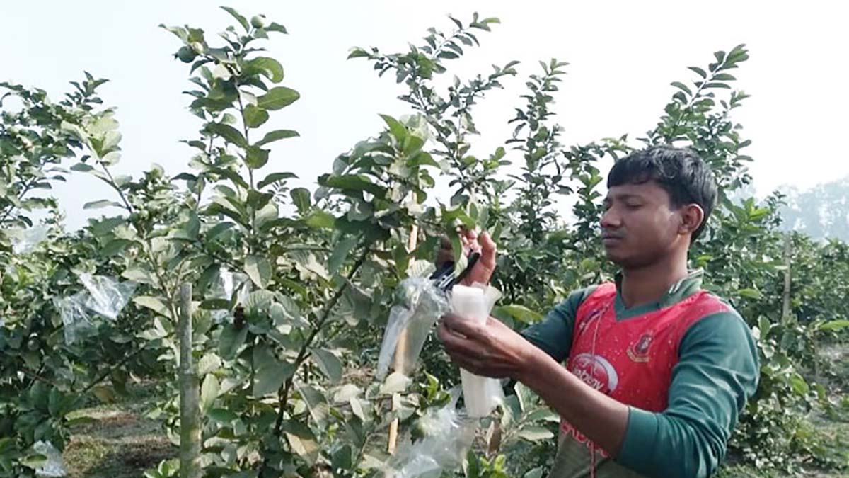 পেয়ারার এক ফলনে লাভ ১০ লাখ টাকা