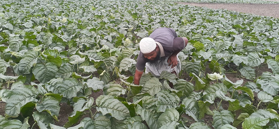 

নেত্রকোনায় বাড়ছে ক্ষতিকর তামাক চাষ