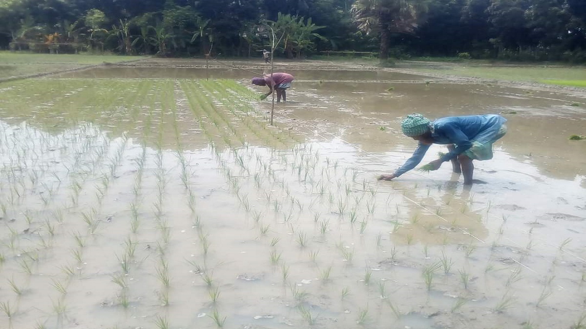 কনকনে শীতে বোরো রোপণে ব্যস্ত কৃষক