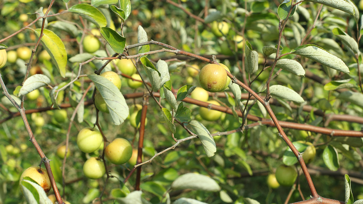 আমের রাজ্যে বরই