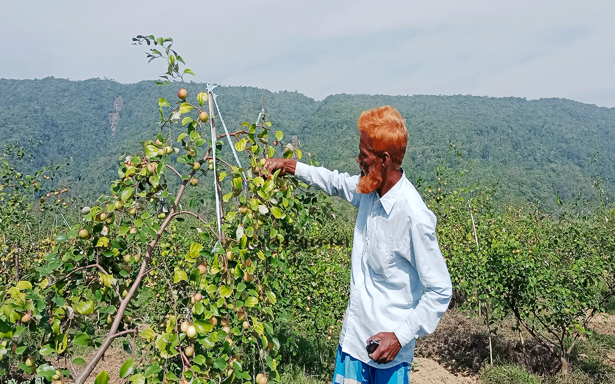 ইউটিউব দেখে বরই চাষে বাজিমাত