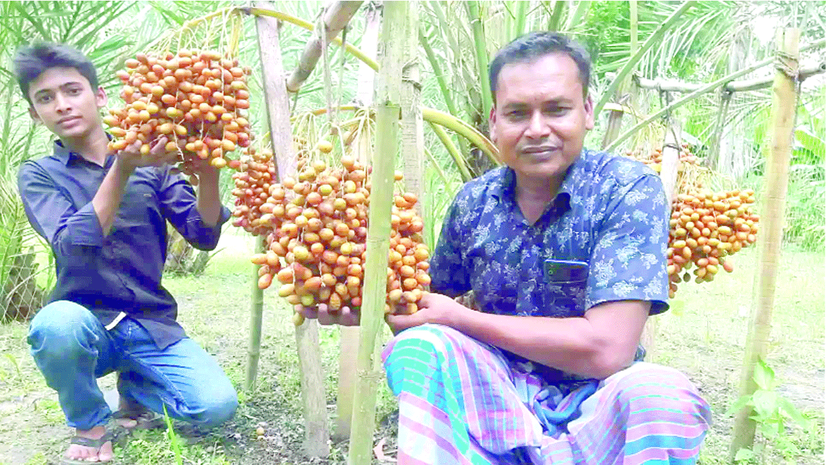 সৌদির খেজুরে বদলেছে কৃষকের ভাগ্য