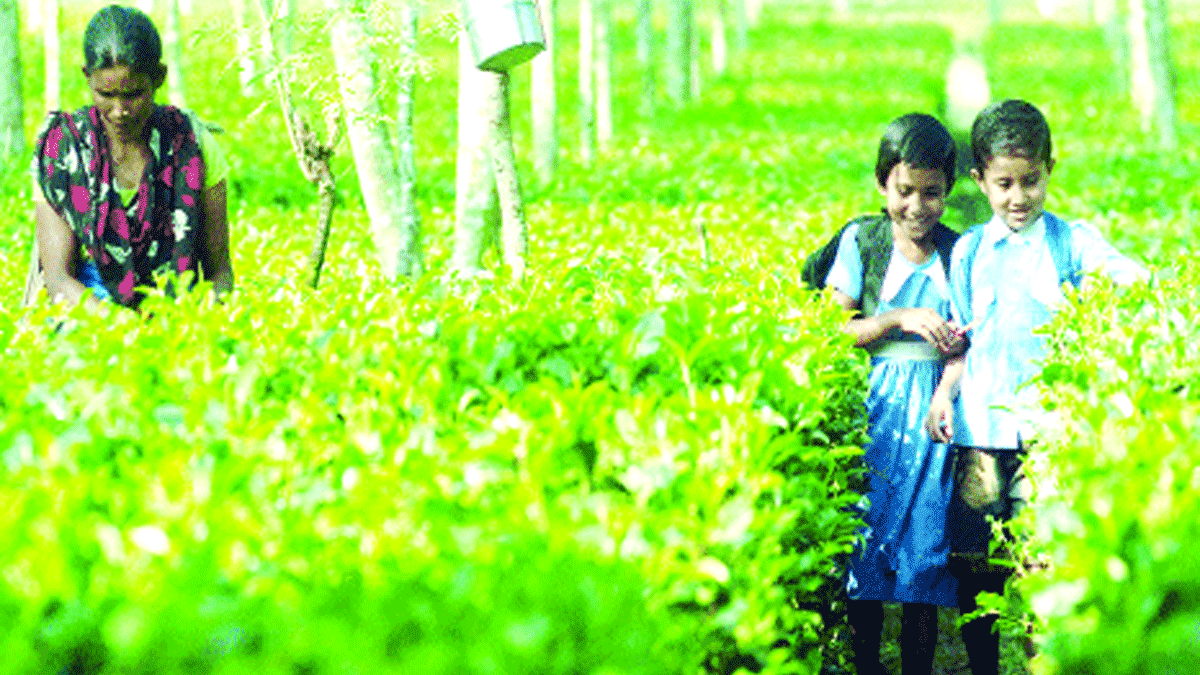 চা বাগানের শিক্ষার্থীদের জন্য
বিশেষ উদ্যোগ প্রয়োজন