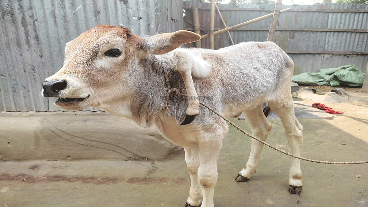 এক বাছুরের ৫ পা!