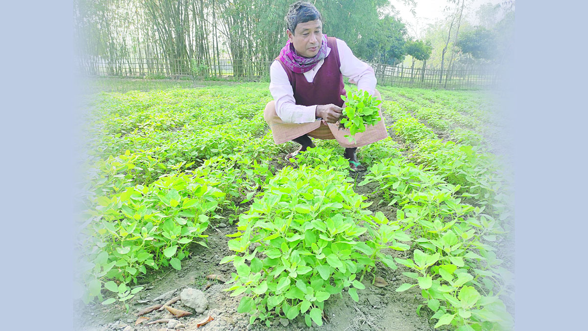 নীলফামারীতে চিয়া ও কিনোয়ার প্রথম চাষ