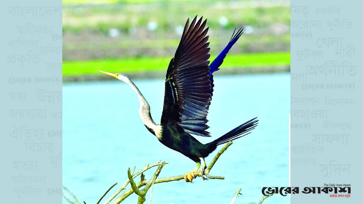 গয়ার: প্রাচ্যের জলাশয়ের সাবমেরিন