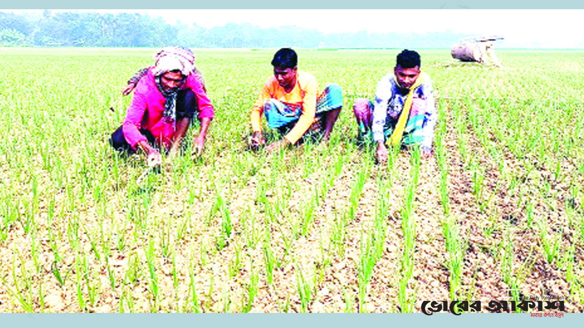 বাম্পার ফলনের আশায় পেঁয়াজ চাষিরা