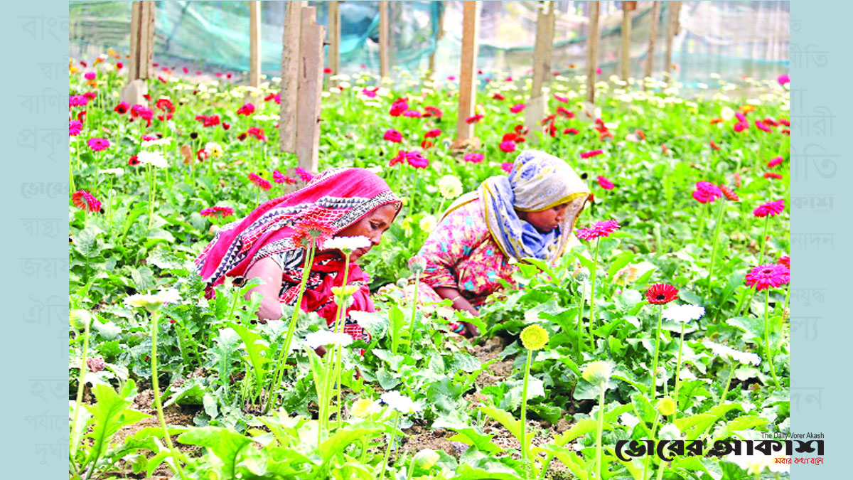 এবারো শঙ্কায় গদখালির ফুলচাষিরা