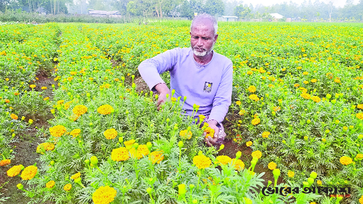 তিন দিবস সামনে রেখে ব্যস্ত ফুলচাষিরা