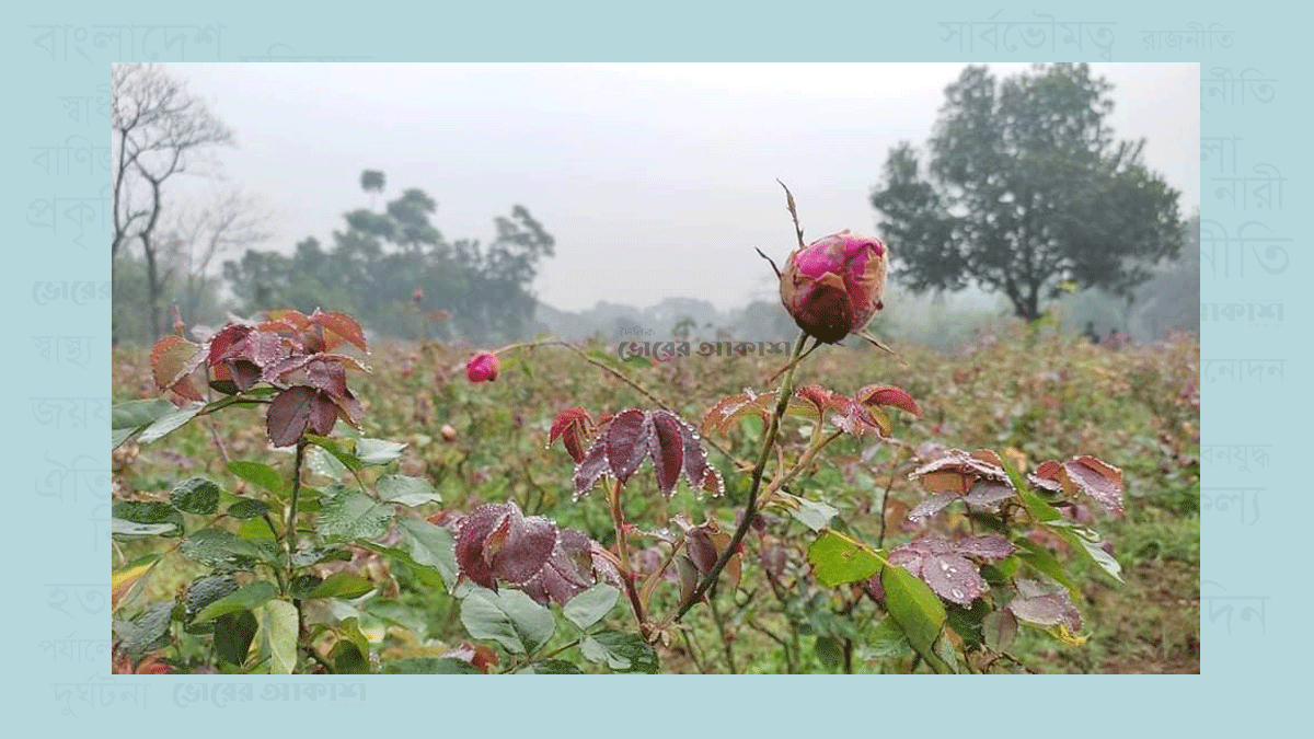 ভালোবাসার ফাগুনে কাঁদছে ‘গোলাপগ্রাম’