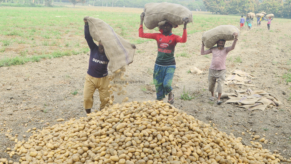 আলুর বস্তার ওজন নিয়ে বিপাকে হিমাগার মালিকরা