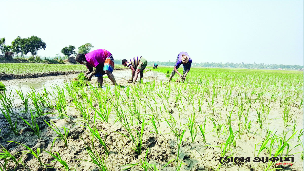 বোরো আবাদে বেড়েছে খরচ