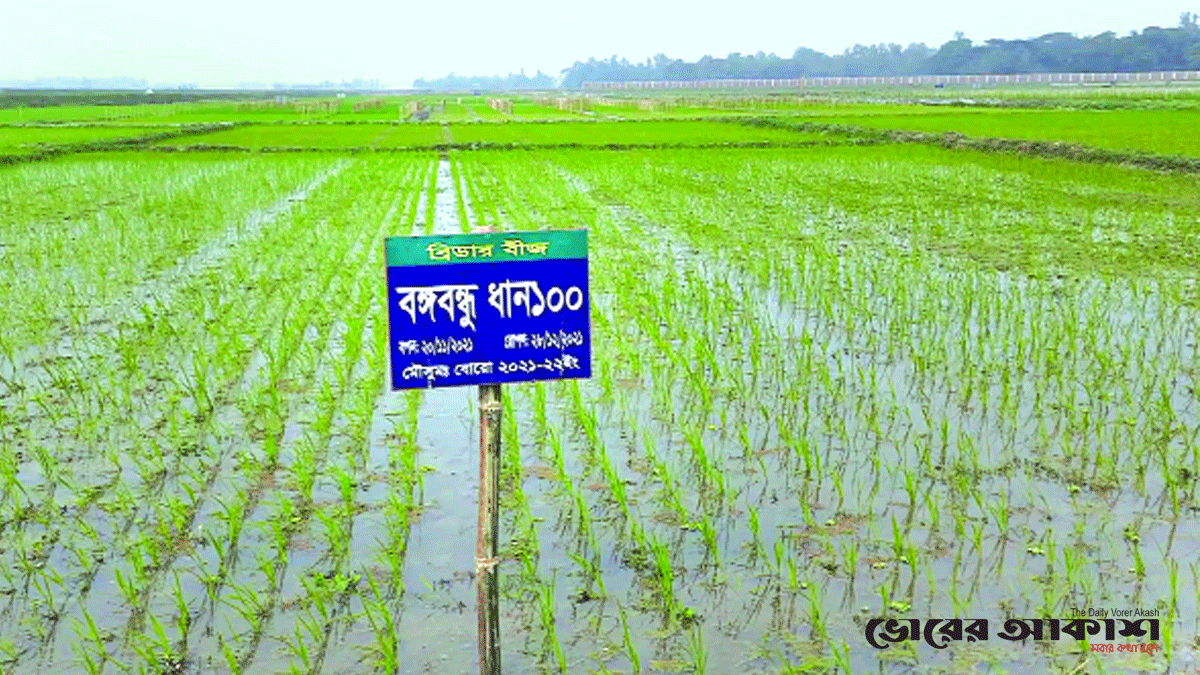 হাওরে শীতসহিষ্ণু ধান উদ্ভাবন