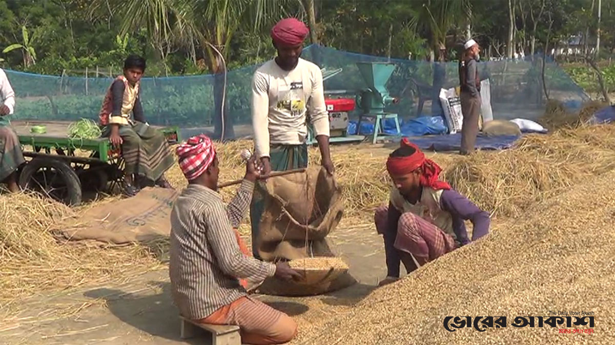 পটুয়াখালীতে ধান সংগ্রহের লক্ষ্যমাত্রা অর্জন নিয়ে অনিশ্চয়তা