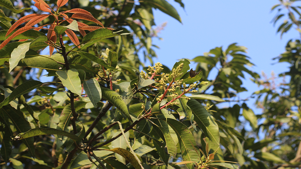 মুকুলের সুবাসে আন্দোলিত মন