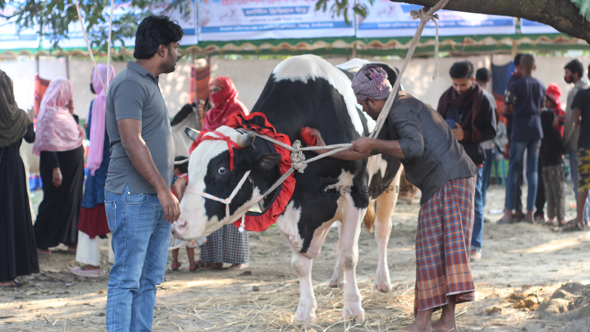 ‘টাইগার’-এর ওজন ৩০ মণ