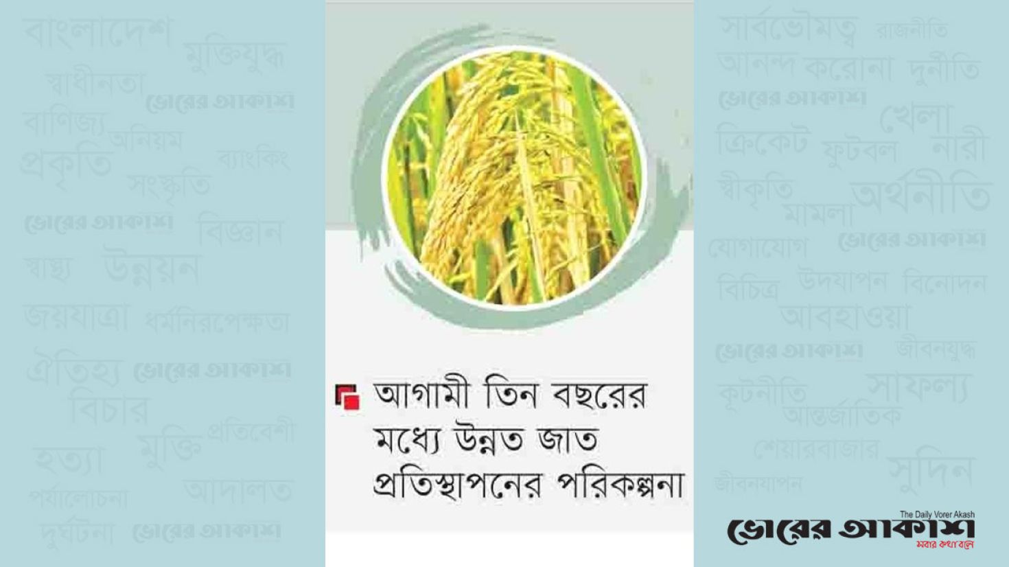 ধানের উৎপাদনশীলতা হ্রাস, খাদ্য নিরাপত্তায় নতুন ঝুঁকি