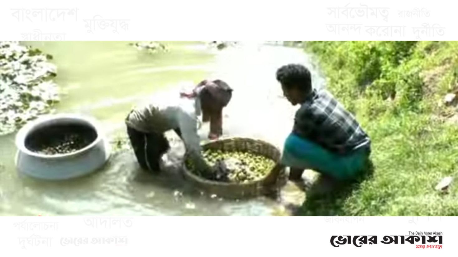 জামালপুরে পতিত জমিতে পানিফল চাষে স্বাবলম্বী কৃষক