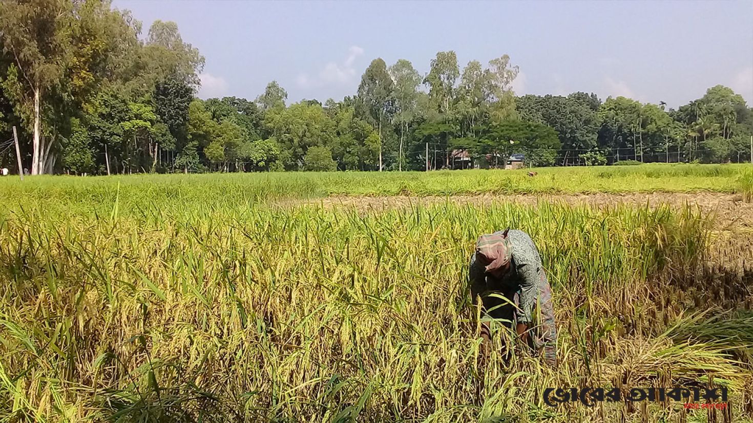 টাঙ্গাইলে আমনের বাম্পার ফলন