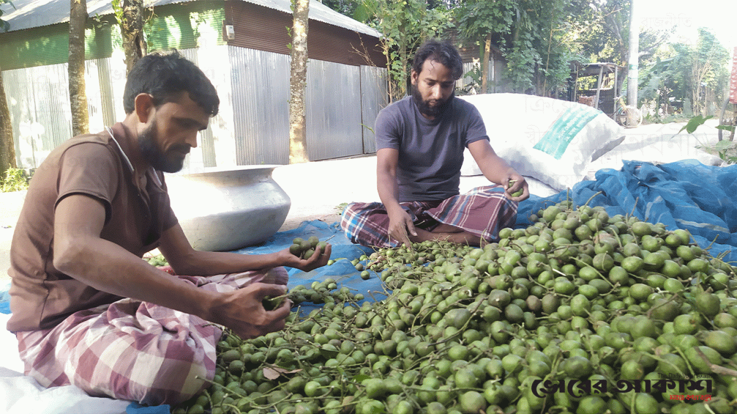 মৌসুমি কাঁচাফল বিক্রির টাকায় সংসার চলে তাদের