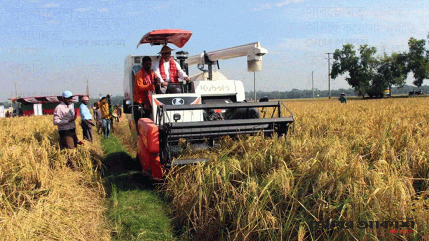 মৌলভীবাজারে আমনের বাম্পার ফলন, লক্ষ্যমাত্রার অধিক উৎপাদনের আশা