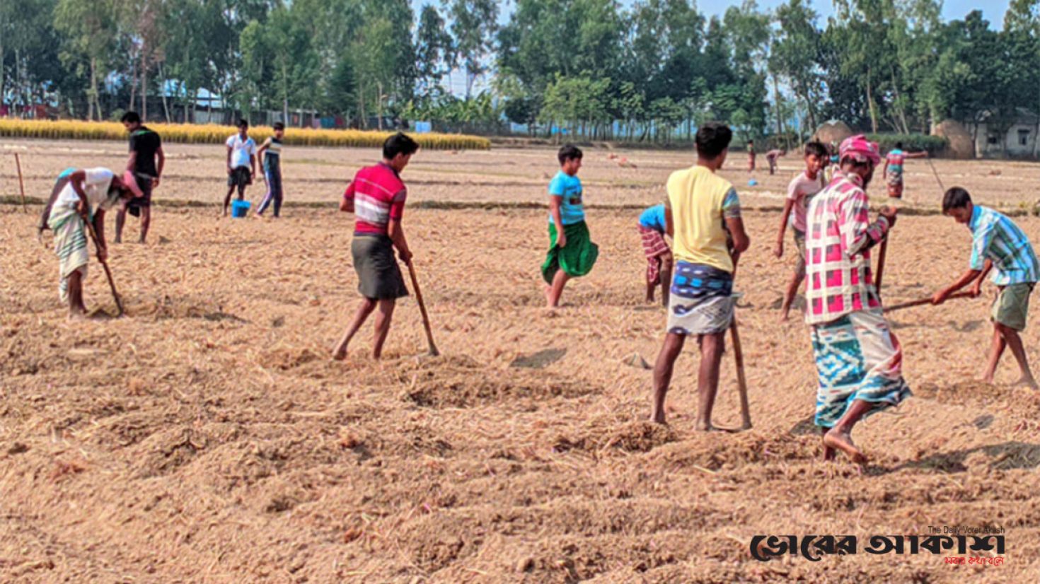 বগুড়ায় আলুর বদলে সরিষা চাষে ঝুকছেন কৃষক