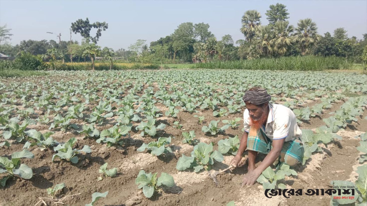 জয়পুরহাটে ফুলকপি চাষে ব্যাপক লাভবান হচ্ছেন কৃষকরা