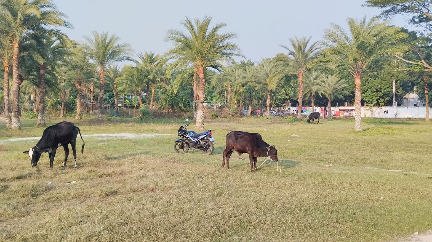 সংরক্ষণের অভাবে নিশ্চিহ্ন হয়ে যাচ্ছে মাদারীপুরের বদ্ধভূমি