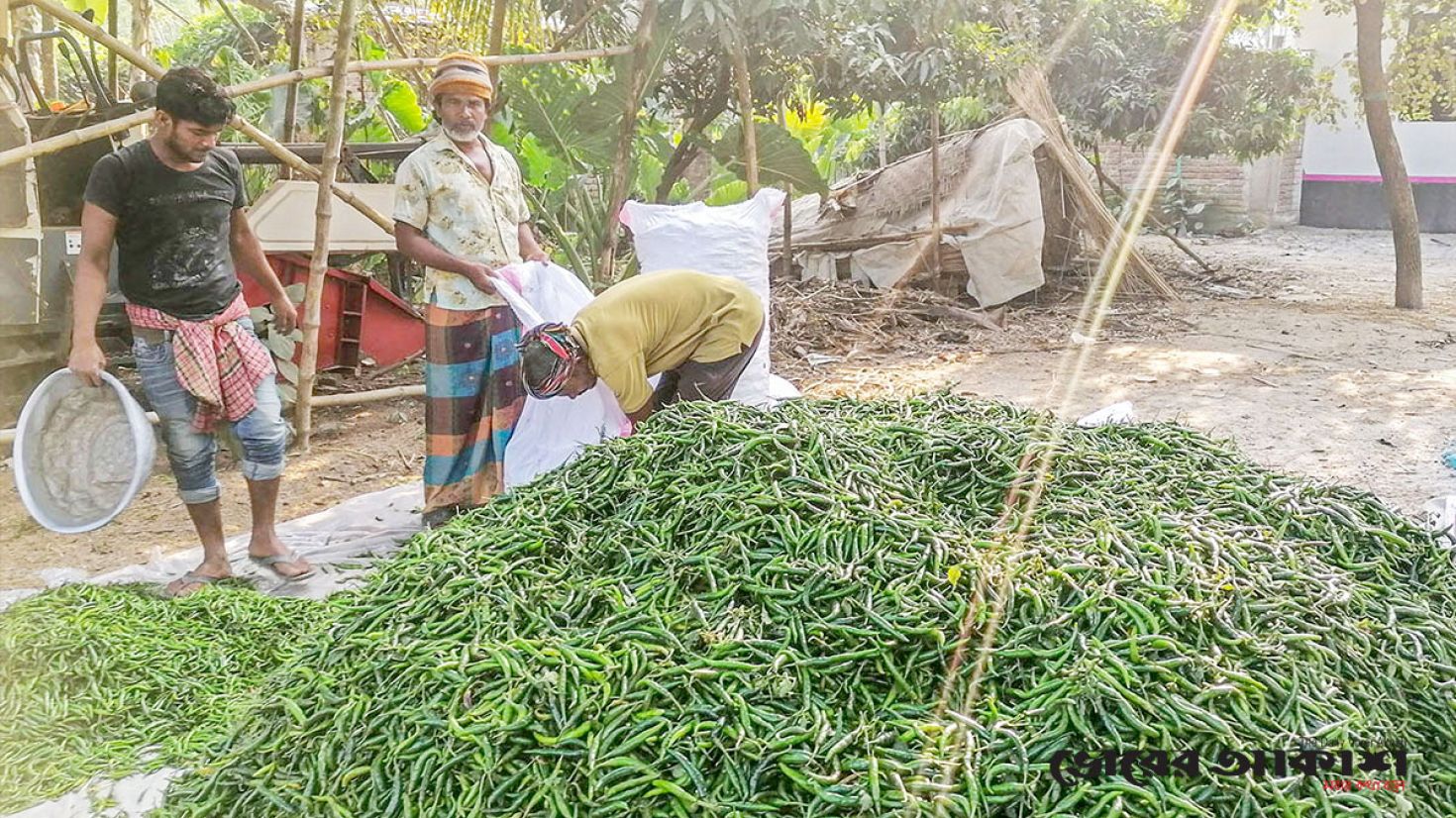 কাঁচামরিচে কৃষকের লোকসান