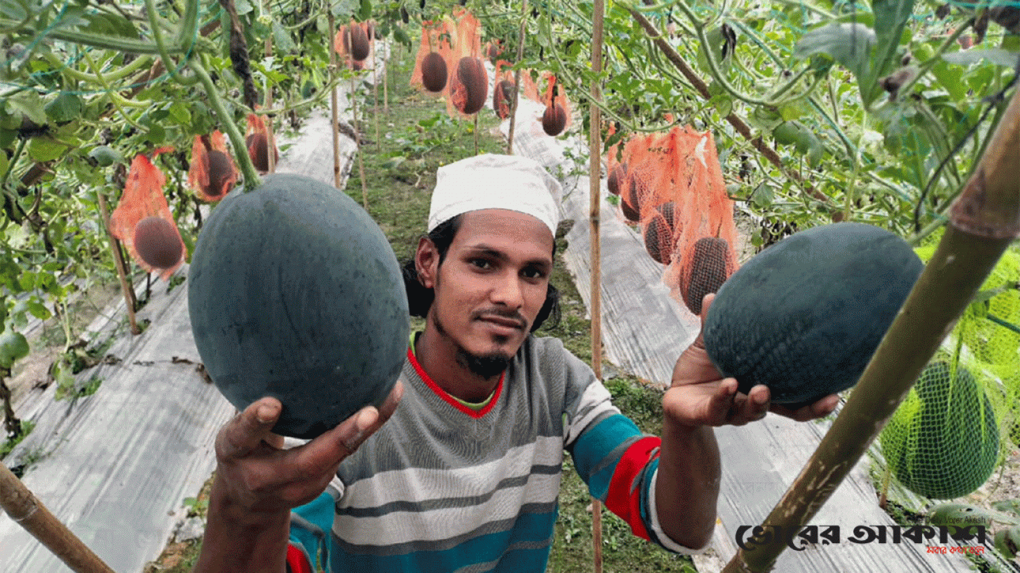 ফকির রফিকুলের শীতকালীন তরমুজ চাষ