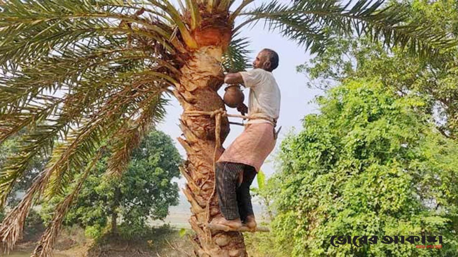 খেজুরের রসের লিটার ৪০ টাকা, সিজনে লাভ অর্ধ লাখ