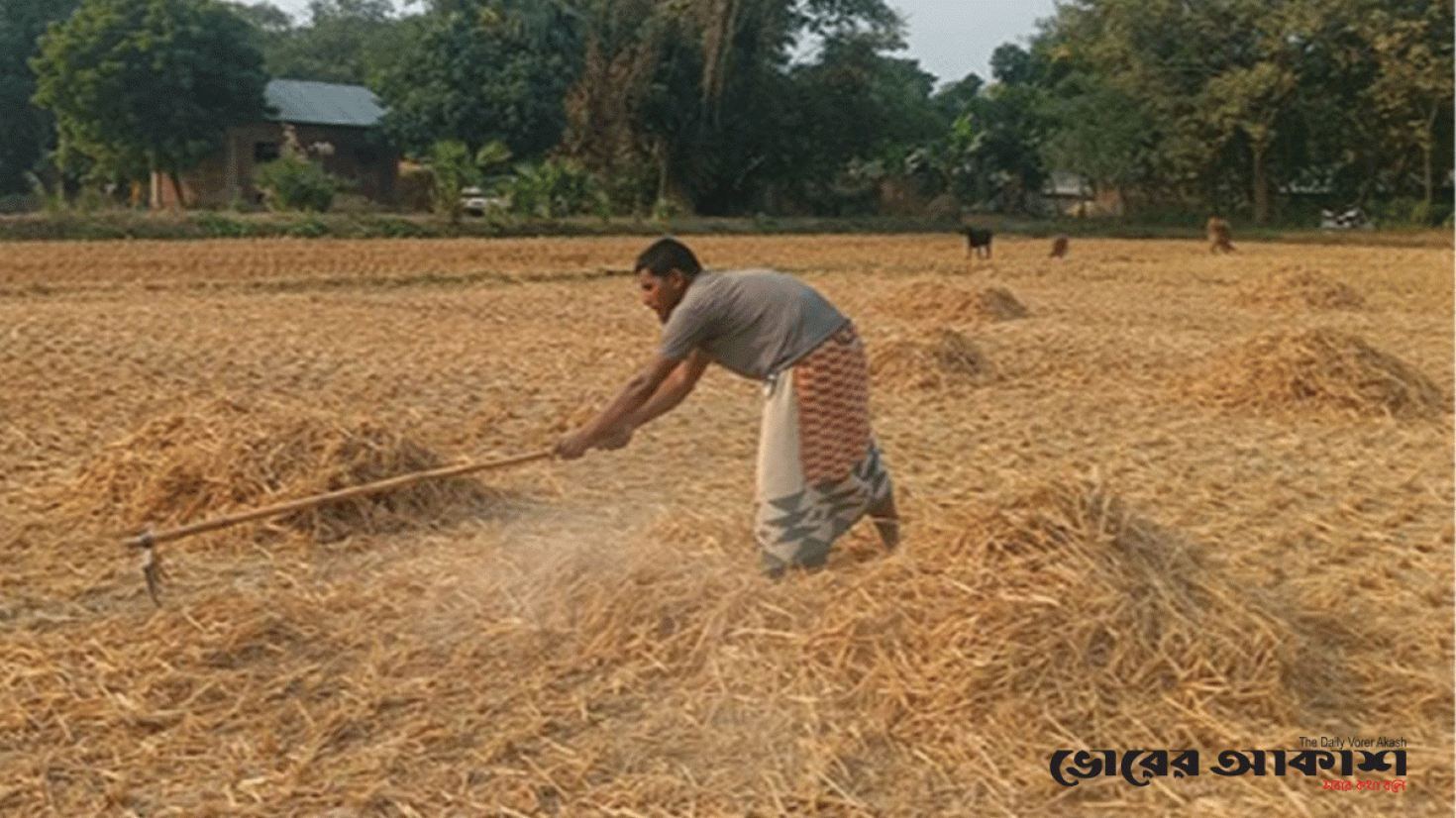 উত্তরাঞ্চলে আমনের নাড়ায় ৩০৮ কোটি টাকার সার সাশ্রয় সম্ভব