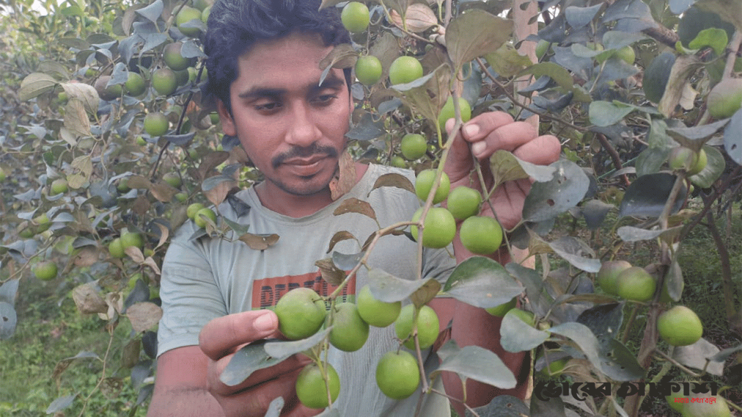 মিশ্র ফলবাগান করে সফল ব্রাহ্মণবাড়িয়ার রেজাউল