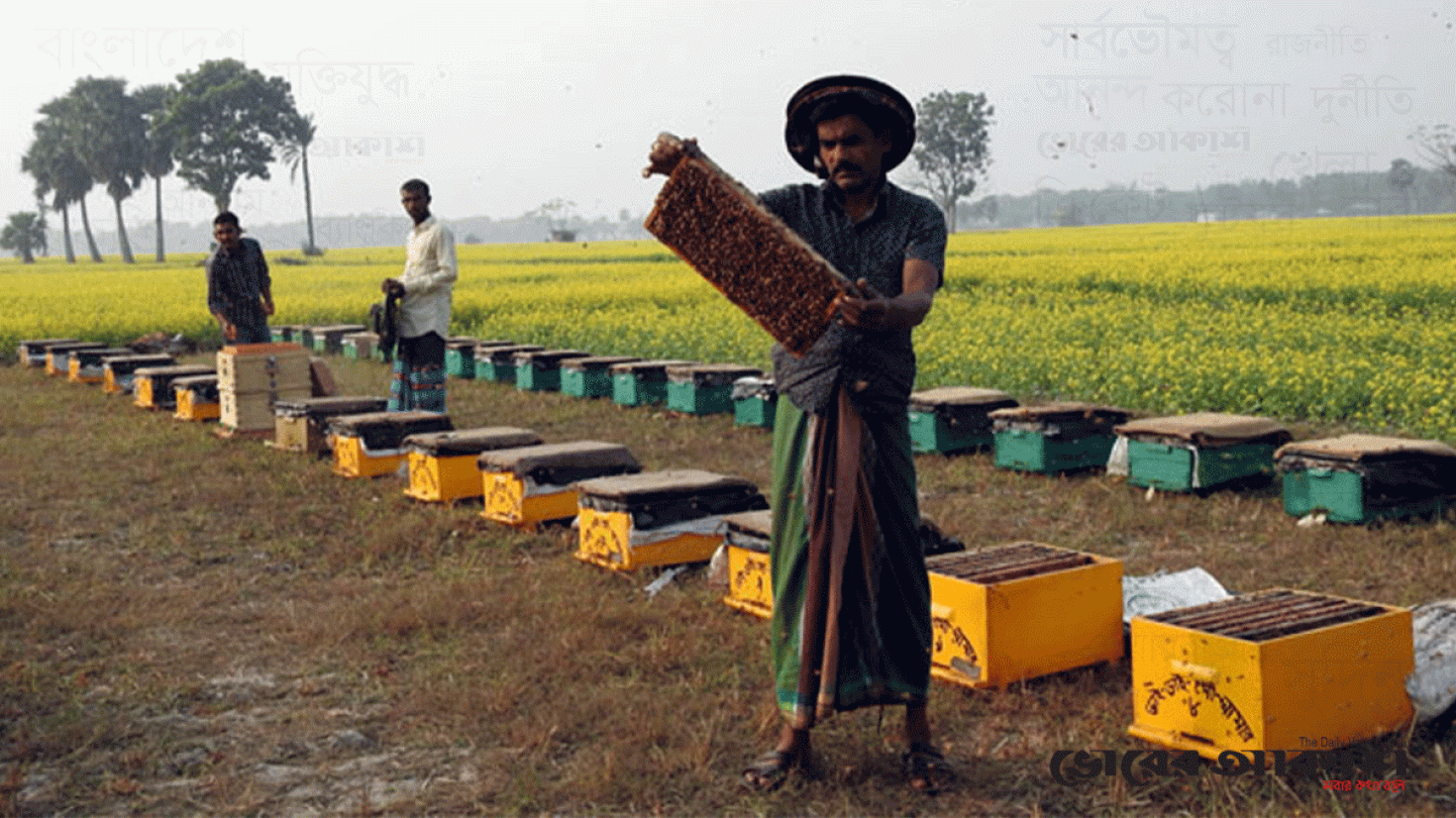 মাগুরায় মধু সংগ্রহে ব্যস্ত চাষিরা