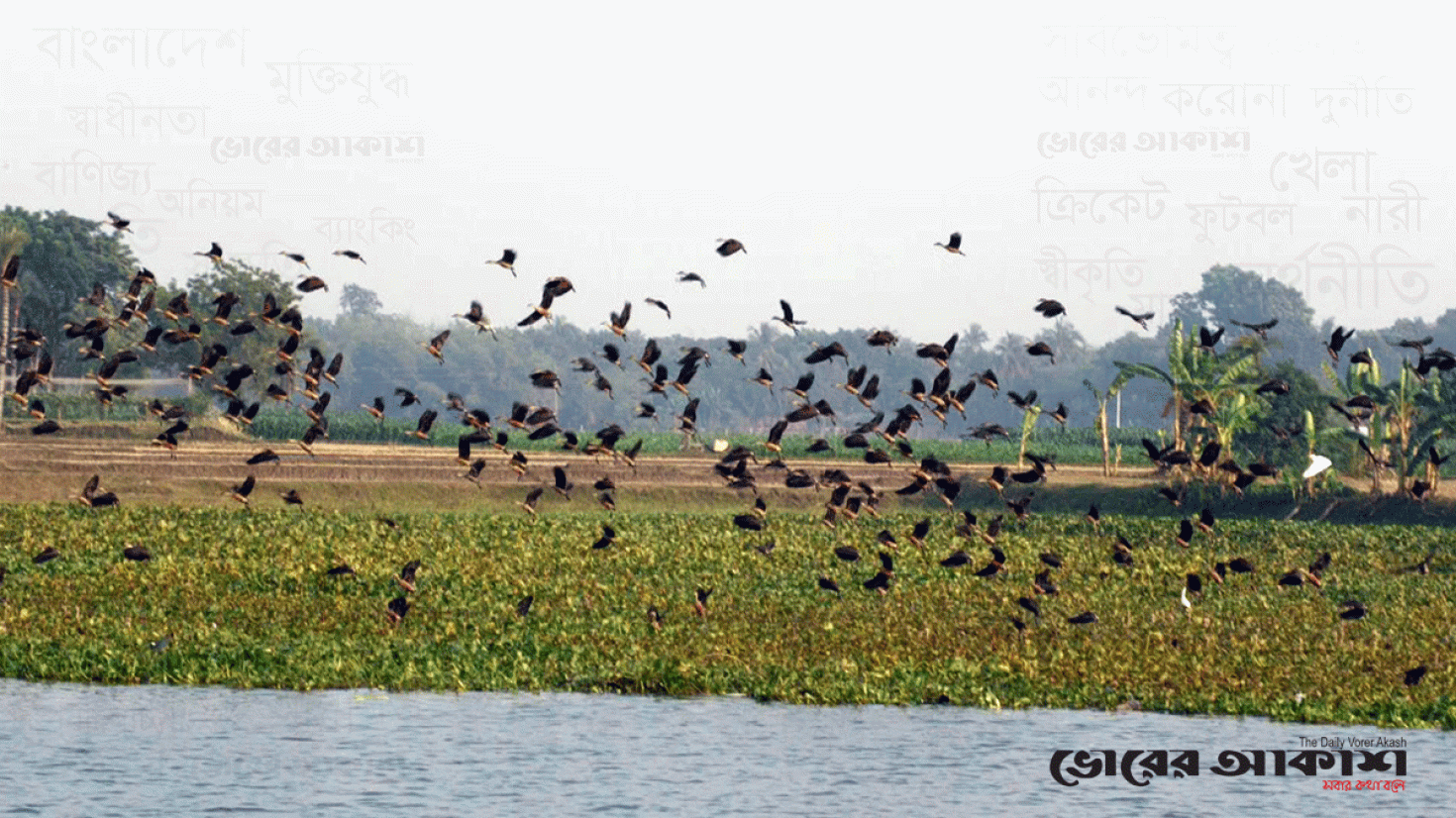 দেশি বিদেশি পাখির কলরবে মুখর উকরি’র বিল