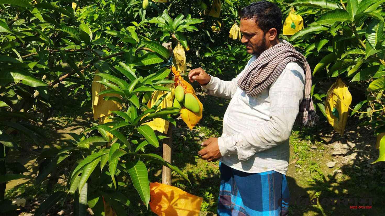 বগুড়ায় বারোমাসি কার্টিমন আম চাষ, স্বপ্ন বুনছেন আম চাষি