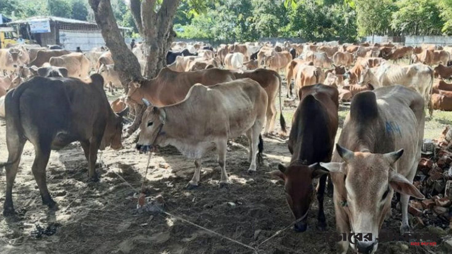 বার্মিজ গরু পাচারের নতুন রুট নাইক্ষ্যংছড়ি ও রামু