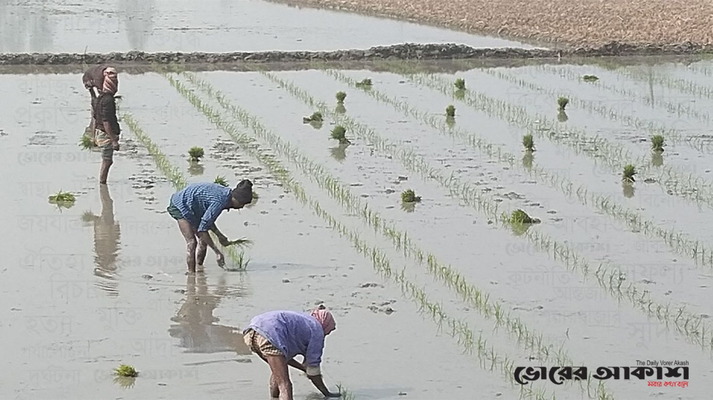 রংপুরে ইরি ও বোরো ধানের আবাদে ঝুঁকেছেন কৃষকরা