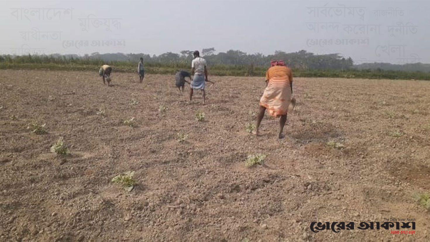 চরফ্যাশনে তরমুজ আবাদে ব্যস্ত কৃষক