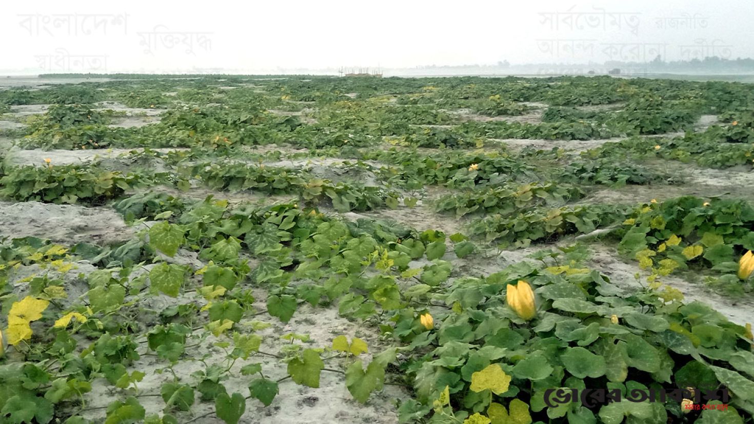 তিস্তার চরে সবুজের সমারোহ