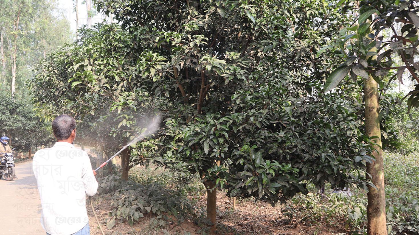 ফুলবাড়ীর আমচাষিদের শঙ্কা বৃষ্টি নিয়ে