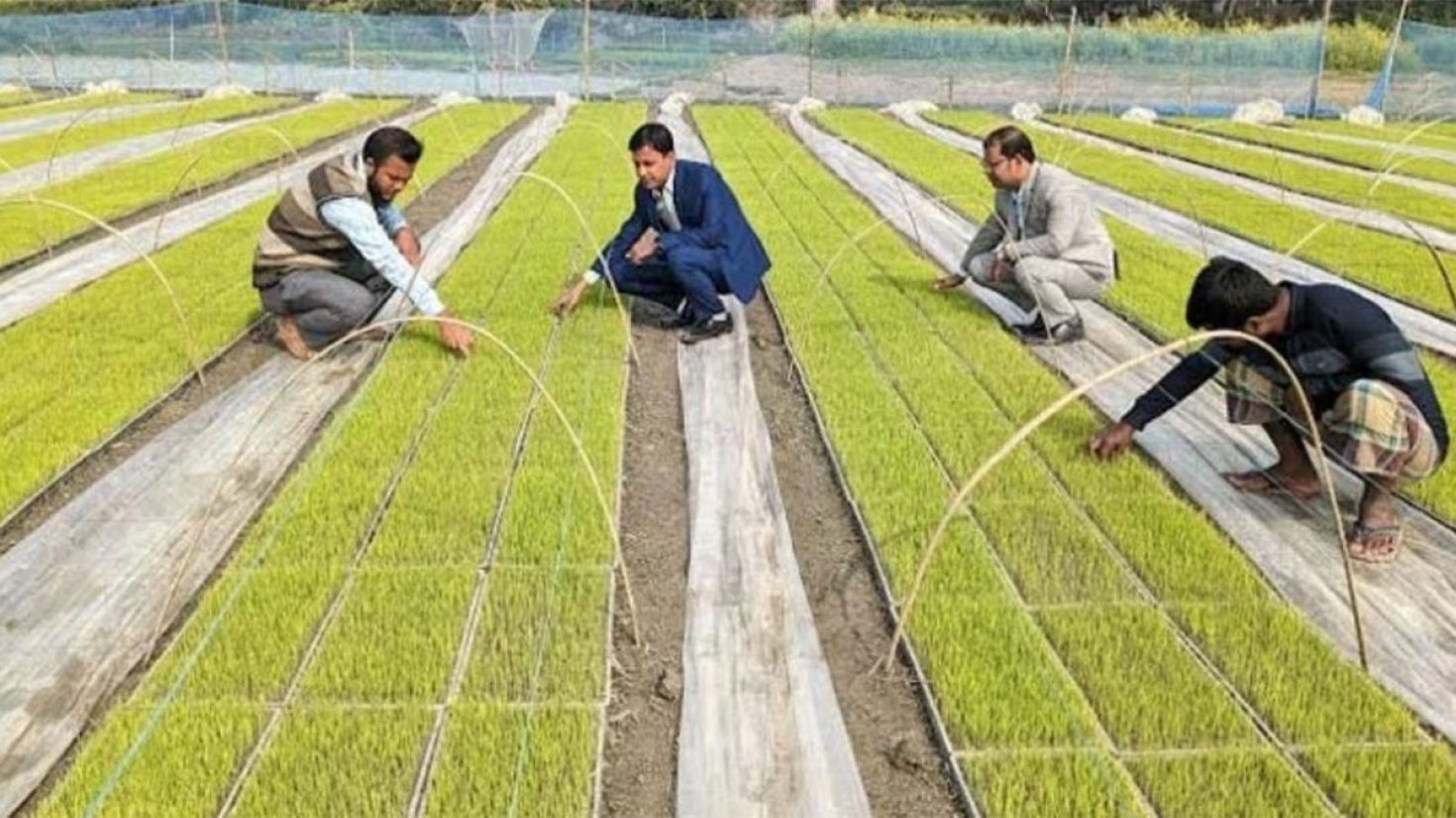 টাঙ্গাইলে আধুনিক যন্ত্রের সাহায্যে লাগানো হচ্ছে ধানের বীজ