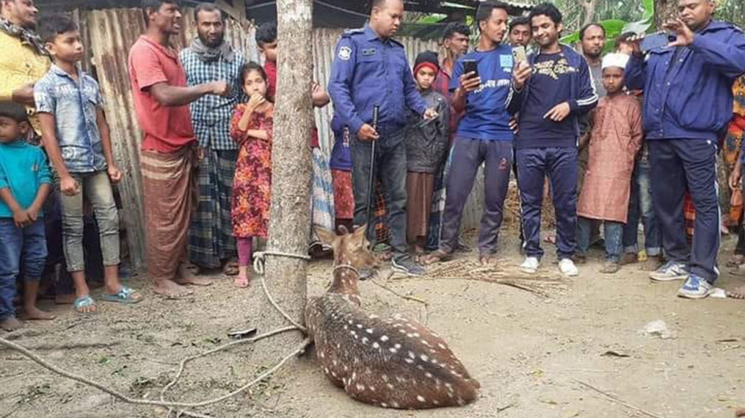 ভোলায় ধানক্ষেতে মিলল চিত্রা হরিণ: বনে অবমুক্ত