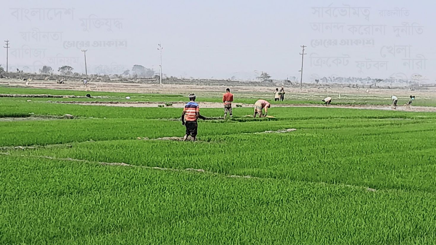 চট্টগ্রামের শস্যভান্ডার নামে খ্যাত গুমাইবিলে অবৈধ স্থাপনা রোধে কঠোর অবস্থানে প্রশাসন 