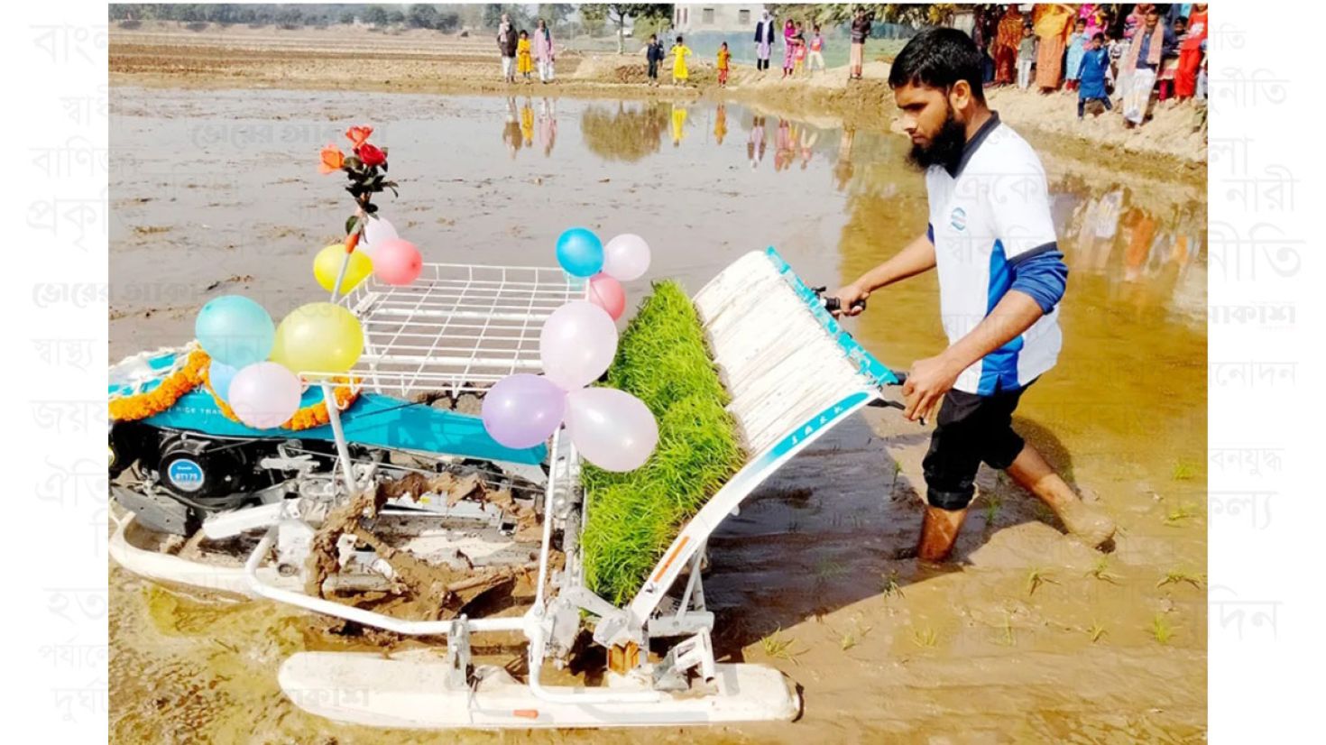 চাঁপাইনবাবগঞ্জে সমলয় পদ্ধতিতে চারা রোপণ কার্যক্রম শুরু