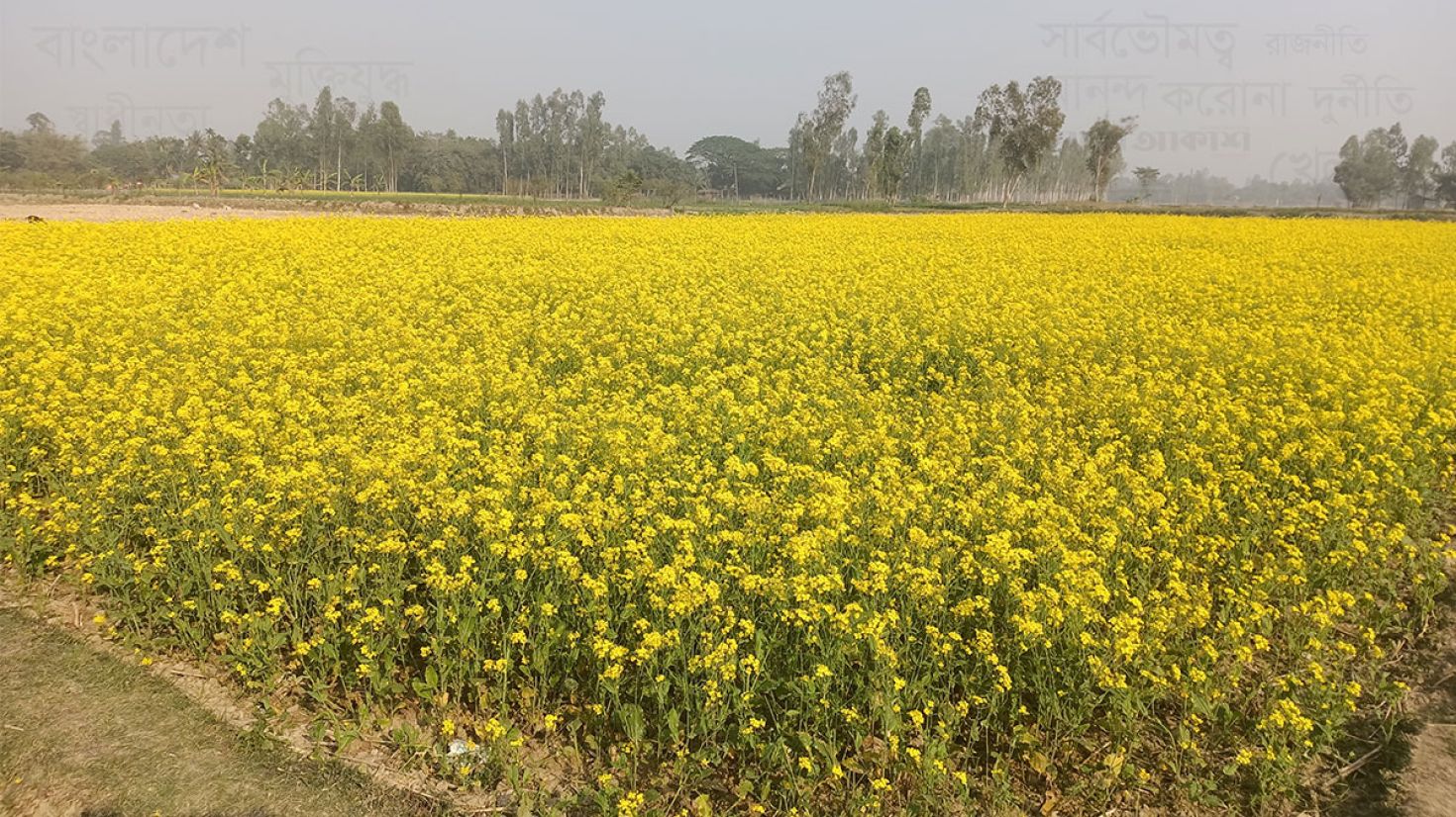 পীরগঞ্জে সরিষার বাম্পার ফলন