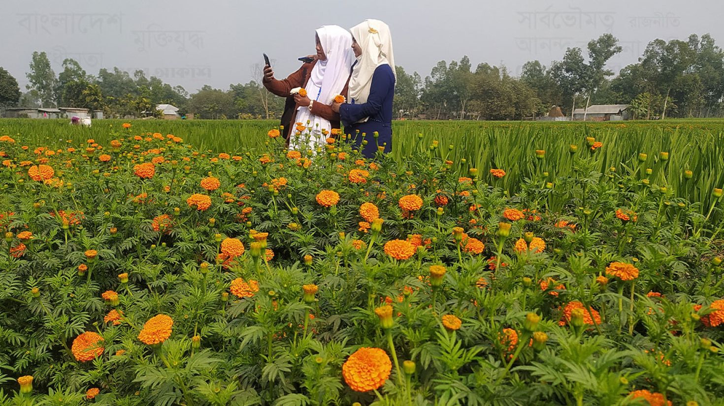 তিন দিবসকে সামনে রেখে ব্যস্ত পঞ্চগড়ের ফুলচাষিরা