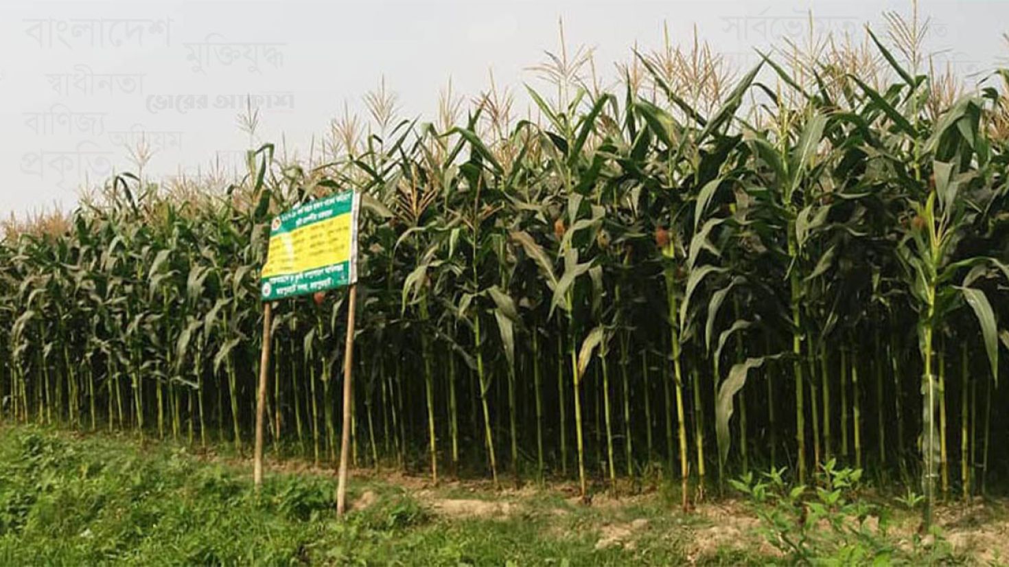 জয়পুরহাটে পাঁচ উপজেলায় ৮৫৫ হেক্টর জমিতে ভুট্টার চাষ