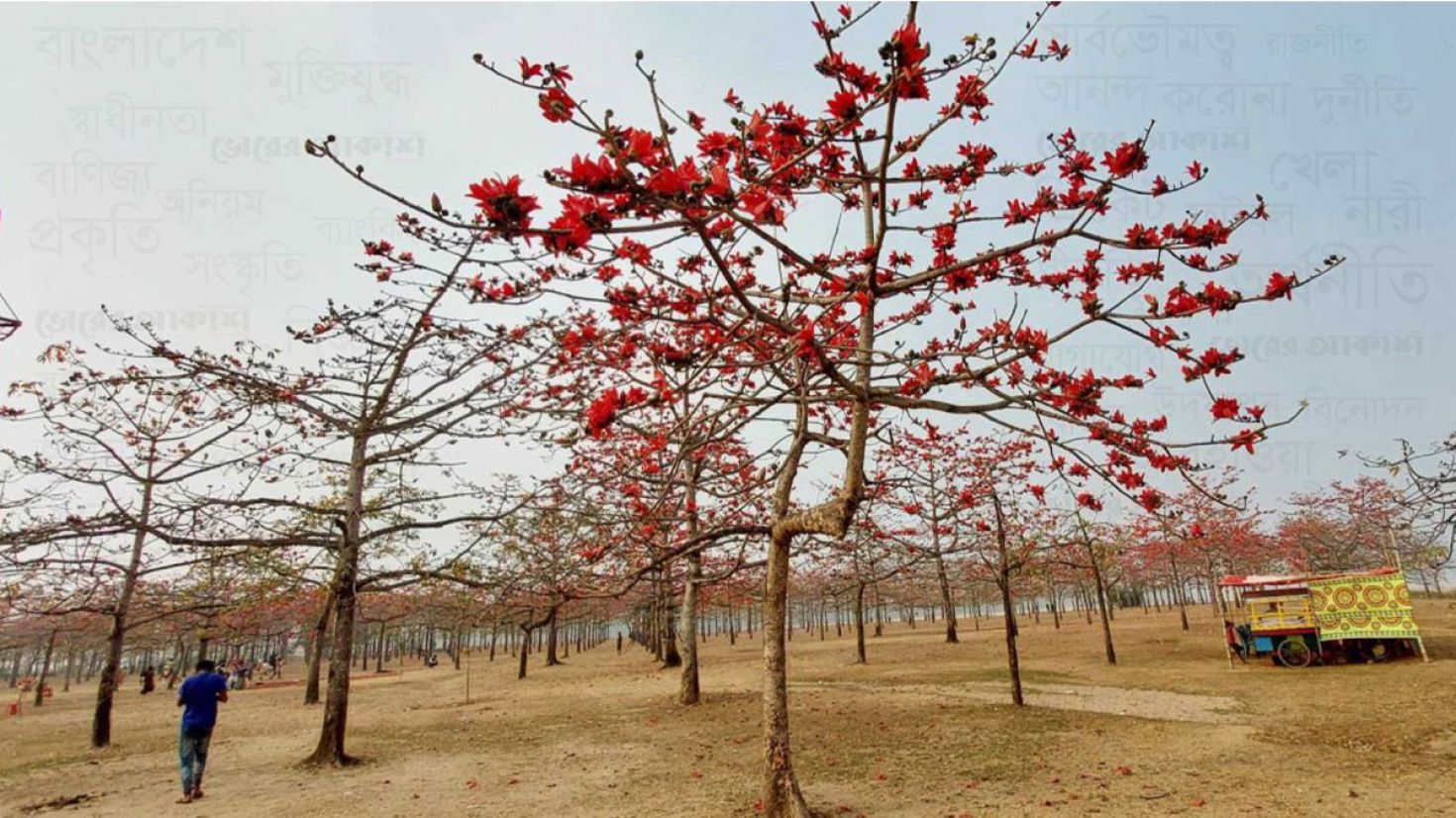 ফাগুনে আগুনরাঙা তাহিরপুরের শিমুল বাগান