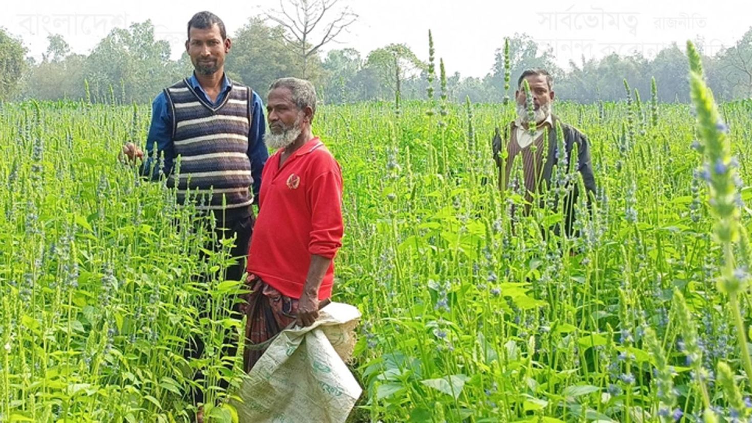 তামাক বাদ দিয়ে চিয়ায় স্বপ্ন বুনছেন কৃষক